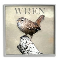 Stupell Industries Wren Bird állandó alkalmi természetfajta tipográfia Graphic Art szürke keretes művészet nyomtatott
