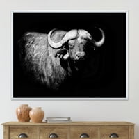 Buffalo fekete -fehér portré