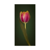 Védjegy képzőművészet 'egyetlen tulipán' vászon művészet Assaf Frank